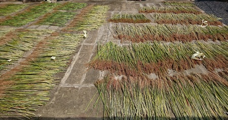 種から栽培した国産ホウキモロコシで手作りした「大和箒」ほうき ホウキ 箒 手作り 国産 新潟県 阿賀野市 2Y01027