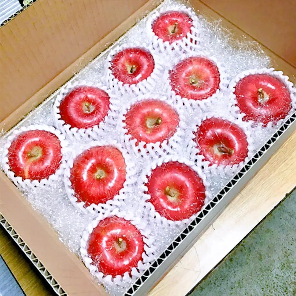 【26年12月中旬～発送】りんご サンふじ【贈答用】約10kg 先行受付 しらかみラボ 青森県 弘前市 果物 フルーツ 林檎 リンゴ くだもの ギフト 贈り物