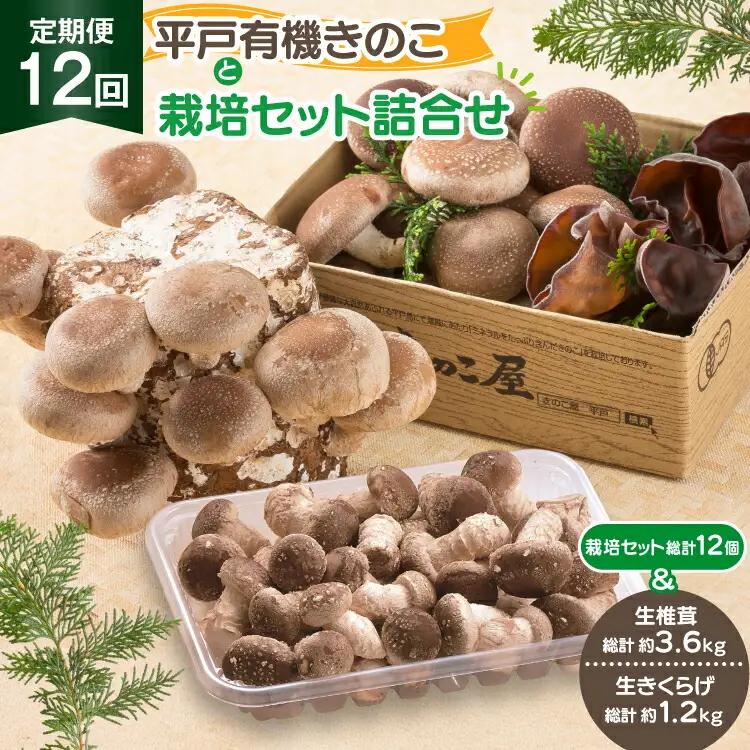 きのこ しいたけ きくらげ 椎茸菌床 生椎茸 生きくらげ セット 12回 定期便 [きのこ屋 長崎県 平戸市 hr42bgy410156]