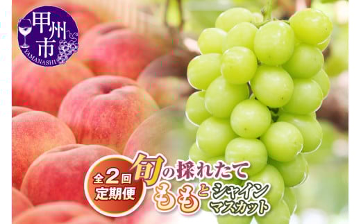 【定期便】旬の採れたて2回定期便（桃・シャインマスカット）【2025年発送】（HO）B18-1410 【桃 もも モモ シャインマスカット 葡萄 ぶどう ブドウ 令和7年発送 期間限定 山梨県産 甲州市 フルーツ 果物】