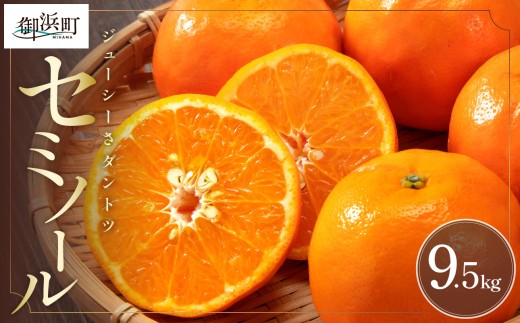ミカファームのセミノール9.5キロ【数量限定 果物 フルーツ みかん セミノール デザート 9.5kg 三重県 御浜町】