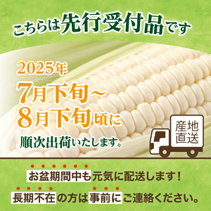 北海道十勝芽室町　廣田農園の白いスイートコーン 10本  me031-001-24c