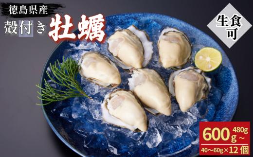牡蠣 かき カキ 生ガキ 12個 計480g～600g 生食用 殻付きかき 数量限定 オイスター 貝柱 殻付牡蠣 生牡蠣 蒸し焼き 焼き牡蠣 カンカン焼き 加熱用牡蠣 海鮮 海の幸 魚介類 魚貝類 殻付き牡蠣 カキフライ 蒸しガキ キャンプ アウトドア 焼くだけ牡蠣 簡単調理 オイスターナイフ付き 和田島岬オイスター