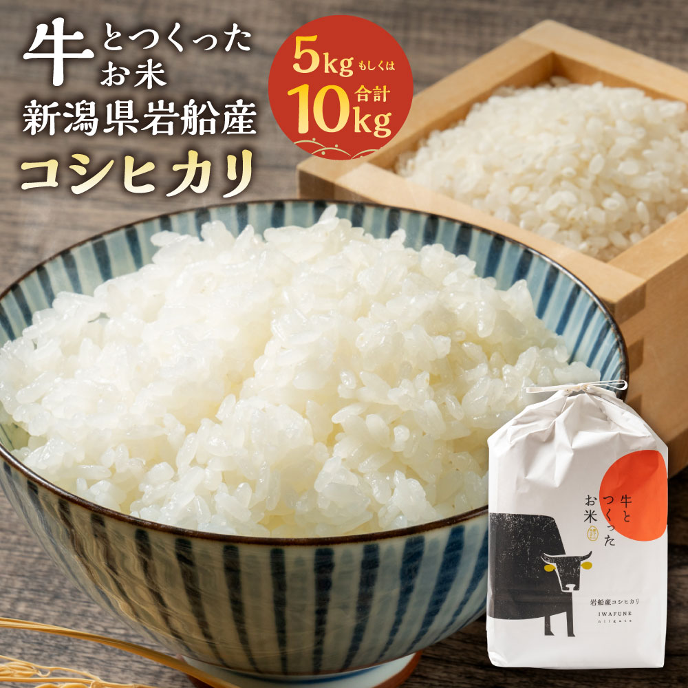 【ふるさと納税】【令和7年産米】【選べる容量】 牛とつくったお米 新潟県村上市岩船産コシヒカリ 精米 5kg もしくは 10kg (5kg×2袋) お米 精米 白米 ご飯 ごはん 村上市 新潟県 送料無料 1041001　1041005