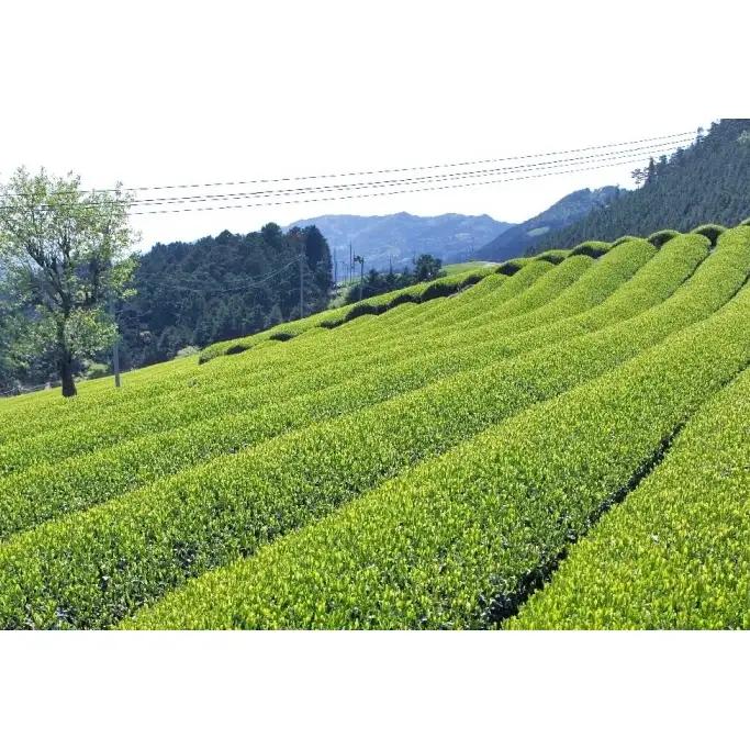 宇治ほうじ茶ティーバッグ 3ｇ×20個入×5袋　〈ほうじ茶 お茶 茶 宇治 ティーバッグ ティーパック 焙じ茶 上級 香り 飲料 加工食品〉 飲料類 