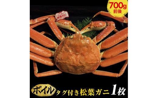 665.【ボイル】タグ付き松葉ガニ　中1枚（700g前後）◇【着日指定不可】※2025年11月上旬～2026年3月下旬頃に順次発送予定《かに カニ 蟹》 313726_AL013VC02