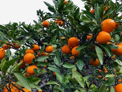 年内発送 完熟早生 有田みかん 化粧小箱 特秀 S サイズ 24玉または28玉入 和歌山 南泰園 みかん