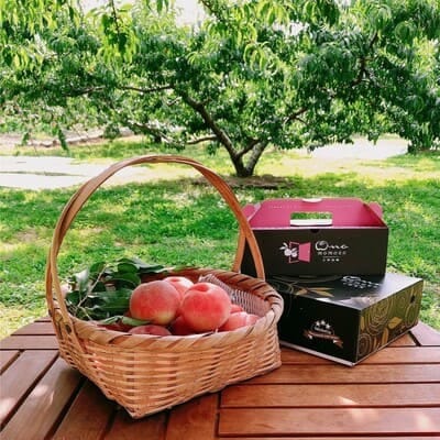 【5年連続TV出演達成】今、最も熱視線を注がれる『樹上完熟ブランド桃』2026年9月上旬より発送【配送不可地域：離島・北海道・沖縄県・中国・四国・九州】