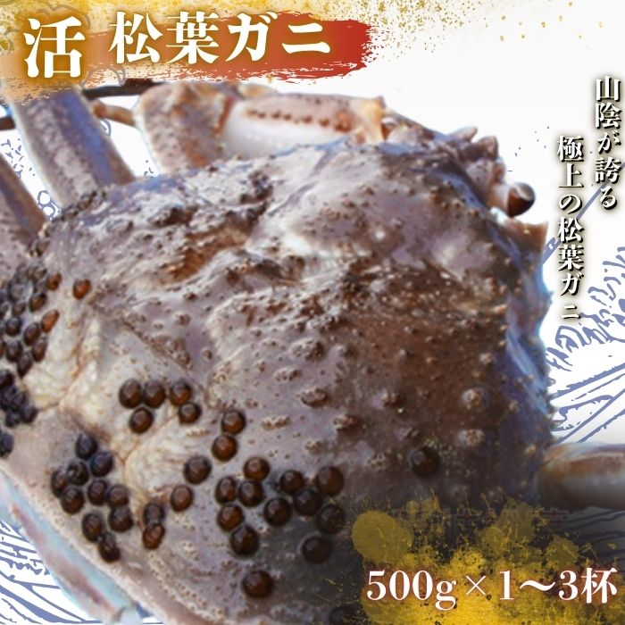 【ふるさと納税】【配送日時指定可能！】松葉ガニ 〈活カニ〉松葉ガニ マツバガニ タグ付き＜11月中旬～2月中旬頃発送予定＞　＜選べる容量＞500g 1000g 1500g 1.0kg 1.5kg 松葉カニ 国産蟹 かに お中元 松葉蟹 贈り物に プレゼント 贈与 ギフト