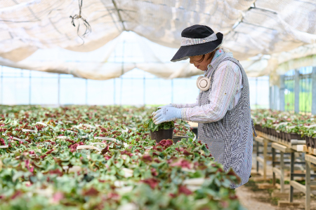 【先行受付11月20日より発送 数量・期間限定】鉢花 シクラメン ピンク 6号鉢 【鉢花 シクラメン 冬のギフト ふるさと納税】(H069111)