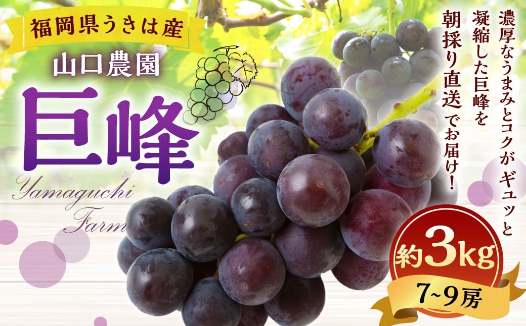 【先行予約】山口農園 巨峰 7房 から 9房 （ 約3kg ） 