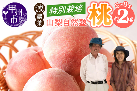 減農薬 特別栽培の桃 5～8玉 約2kg【2026年発送】（YSGK）B14-160 桃 フルーツ