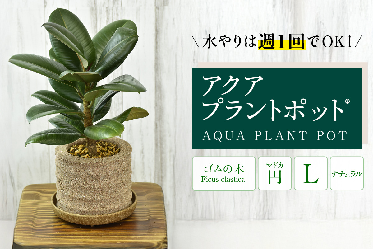 アクアプラントポットR　円Ｌ 植木鉢　ゴムの木（2103）
