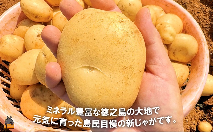 《2026年春お届け！》福祉作業所の仕事にもつながる！徳之島の“新”じゃがいも（3kg）( バレイショ 野菜 旬 春 徳之島 奄美 鹿児島 肉じゃが カレー じゃがバター 美味しい 人気 オススメ 福