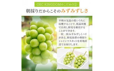 ぶどう 2024年 先行予約 ［ご家庭用］ シャイン マスカット3～5房（合計2kg以上） ブドウ 葡萄  岡山県産 国産 フルーツ 果物 OEC KINGDOM ぶどう家 [No.5220-0534