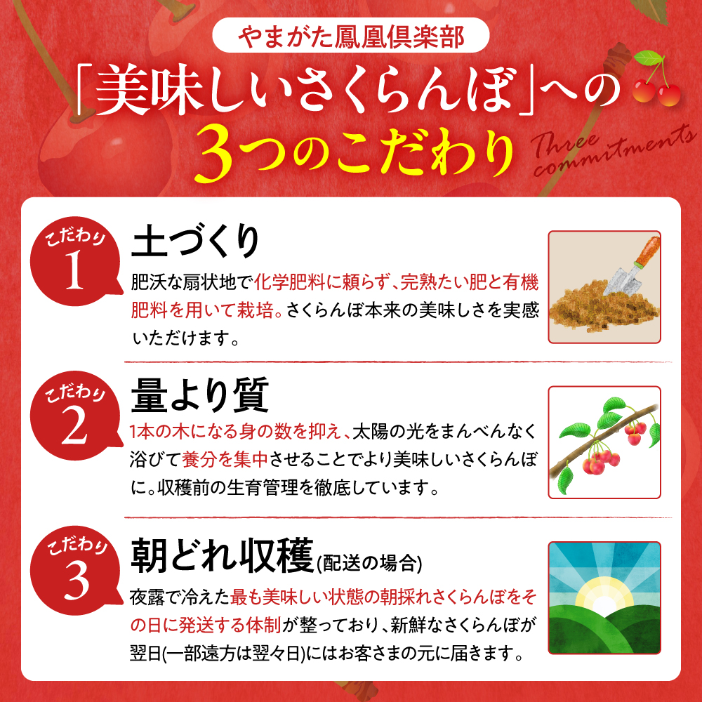 【数量限定　JAL限定】【成木丸々1本！】東根産さくらんぼの木 オーナー権「佐藤錦」 山形県 東根市 hi081-002