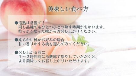 田子の家庭用白桃 約5kg（15～18玉） 8月出荷