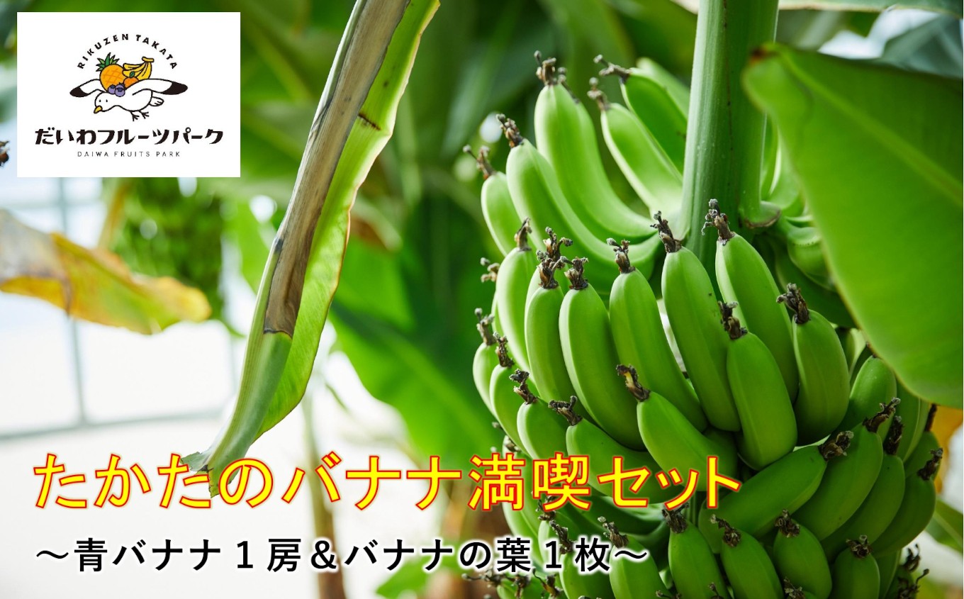 
            【東北育ちの南国フルーツ】 たかたのバナナ満喫セット 青バナナ 20本前後 バナナの葉付き 【 バナナ 房ごと 品種おまかせ 知育 フルーツ 陸前高田市産 だいわフルーツパーク 】 RT2271
          