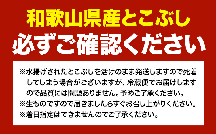 とこぶし 活け 約600g 比井崎漁業協同組合《6月上旬-9月上旬頃出荷》和歌山県 日高町 とこぶし 生もの 海鮮 貝 和歌山県産 冷蔵 ながれこ 流れ子 ナガレコ