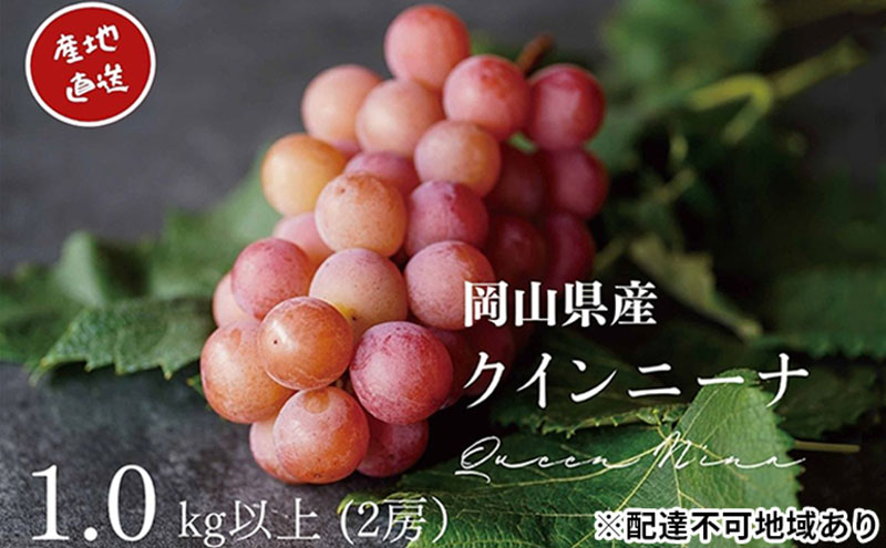 厳選 クイーンニーナ 1.0kg以上 2房 産地直送 朝採れ ぶどう 葡萄 KAWAHARA Green Farm 岡山県産 2026年 先行予約