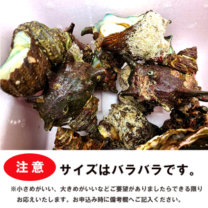 活 さざえ 3kg ： 舞鶴産 京都産 サザエ 生 栄螺 壺焼き つぼ焼き お刺身 海鮮BBQ 海鮮バーベキュー bbq バーベキュー 貝 海鮮 魚介 巻き貝