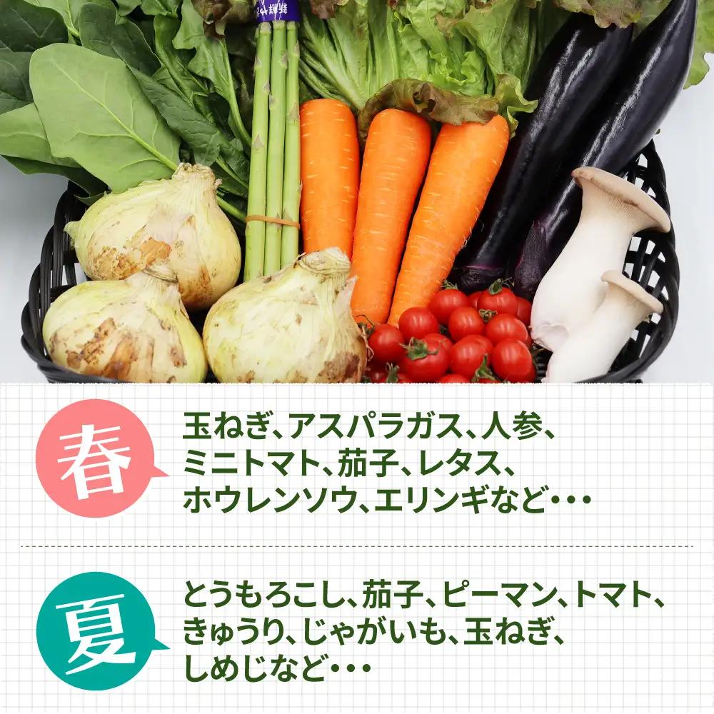 【6回定期便】野菜定期便 8品目 [SCZ029]