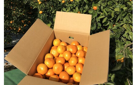 みかん 完熟熊野みかん 10kg【仲森農園】【nkmr0002】