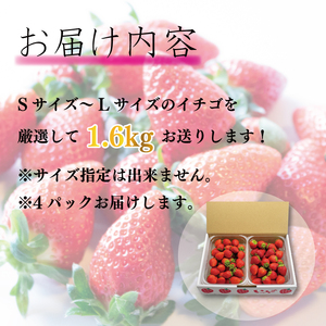 訳あり いちご 1.6kg 果物 フルーツ よつぼし 限定品 特別栽培 ストロベリー スイーツ お菓子 ケーキ 阿波市 徳島県