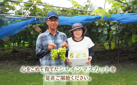 ＜2024年先行予約＞厳選！山梨県笛吹市産 シャインマスカット 約2.0kg（3～4房） 156-001