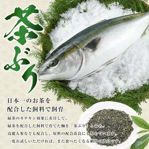 茶ぶりフィレ定期便 2ヶ月毎 (全6回)  国産 鹿児島県産 ブリ 茶ぶり 鰤 海鮮 海産物 フィレ 魚介 魚 刺身 海鮮丼 産地直送 定期【ウスイ】usui-1384B