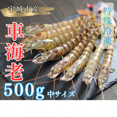 【特殊冷凍】車海老500g (18~22尾)水揚げ即真空パック＆瞬間冷凍で鮮度抜群【配送不可地域：離島】【1244722】