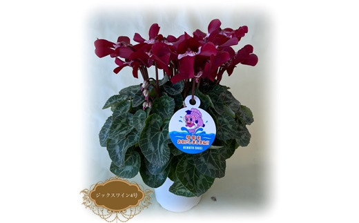 【2026年 先行予約】シクラメン ジックスレッド 4号鉢 | 花 お花 ガーデンシクラメン レッド 赤 4号 花ギフト フラワーギフト 鉢花 鉢植え ギフト プレゼント 贈答 農林水産大臣賞受賞 根