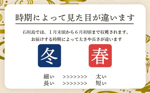 石垣島産 島らっきょう2000g 《2025年3月上旬～順次発送予定》｜沖縄 石垣 野菜 らっきょう 島らっきょう 2kg 産地直送 SI-102