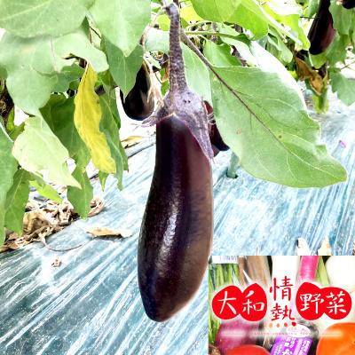 ふるさと納税 広陵町 大和情熱野菜の玉手箱 |  | 01