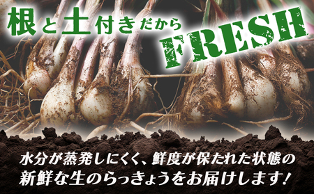 【先行受付!】掘りたて!新鮮!!根付き土付き生らっきょう10kg≪2026年5月中旬以降順次お届け≫_22-L701_(都城市)  都城産 根付き・土付き らっきょう らっきょう漬 塩らっきょう 酢味