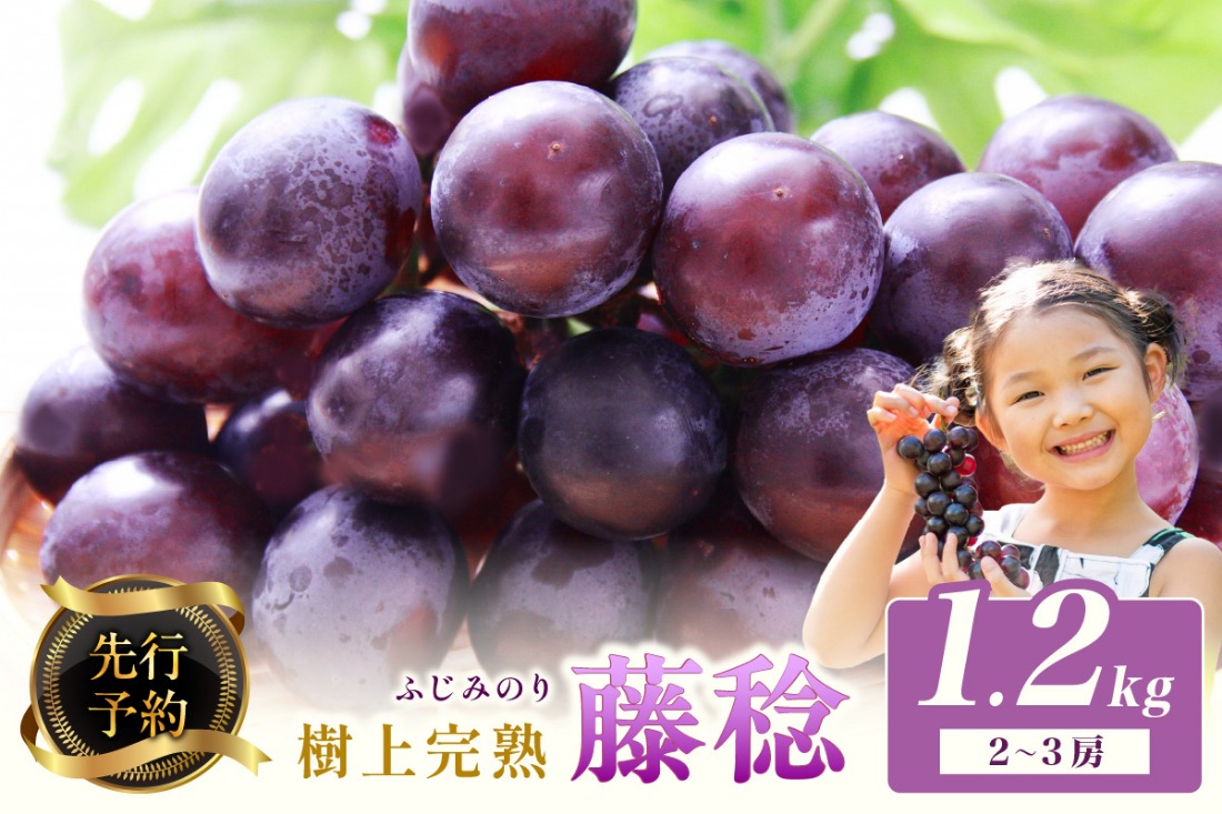 【先行予約】樹上完熟藤稔 1.2kg（2～3房入り）（2025年8月中旬～発送） BF00013