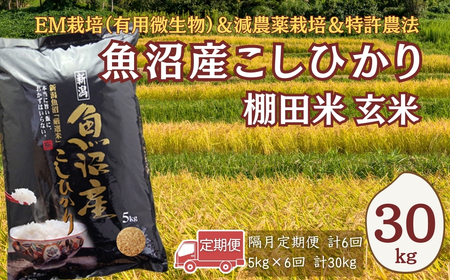【令和7年 定期便】魚沼産コシヒカリ棚田米 玄米 30kg(5キロ×6回) 佐藤農場|おこめ 玄米 小千谷 新潟