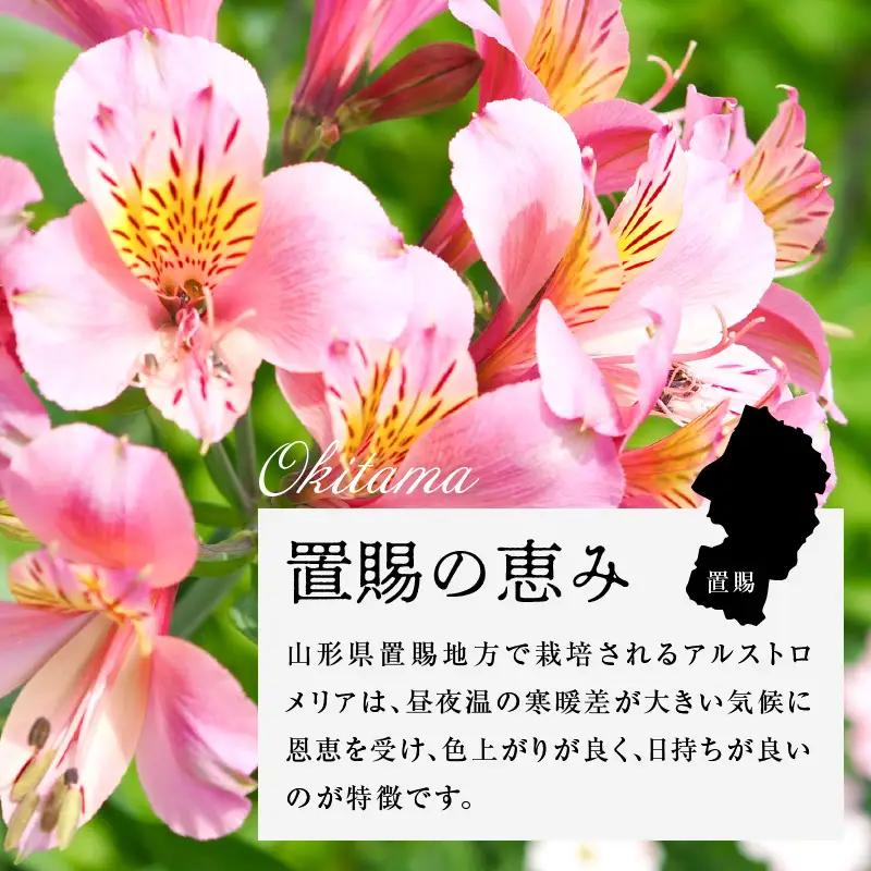 アルストロメリア 色おまかせ 1束 10本入り 花 生花 切花