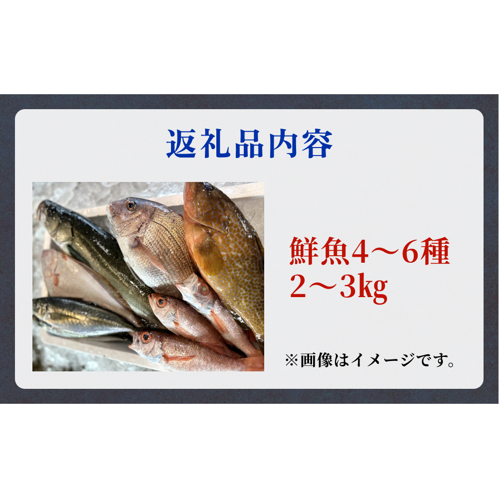 氷見港朝獲れ高級魚！丸っと贅沢直送便！　船上氷上締め　神経〆処理 富山 氷見 直送 詰め合わせ 鮮魚ボックス
_イメージ4