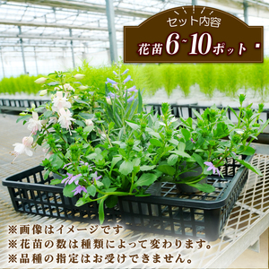 季節の 花苗 セット ガーデニング 小 寄せ植え 花 贈り物 フラワー ギフト 花