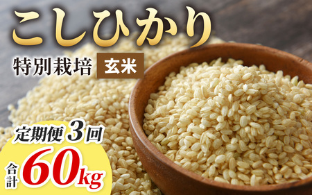 【令和7年産】【3ヶ月定期便】こしひかり 20kg × 3回 計 60kg【玄米】減農薬・減化学肥料 「特別栽培米」－地球にやさしいお米－[M-003003]