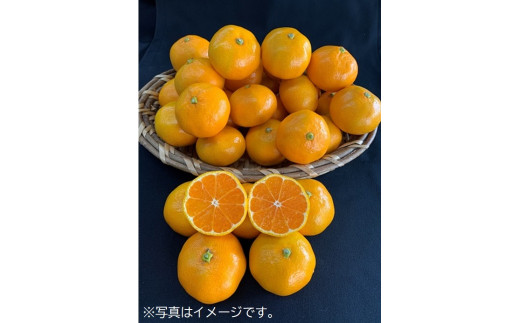 
【数量限定】有田みかん青秀　約10kg（Lもしくは2Lサイズ）※サイズ指定不可
