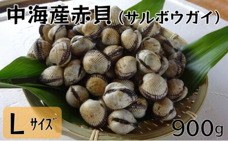 中海産赤貝（サルボウガイ）Ｌサイズ 900g【赤貝 中海産 貝 ぷりぷり 濃厚 料理 おつまみ 調理しやすい 養殖 おいしい おすすめ 送料無料 島根県 安来市】