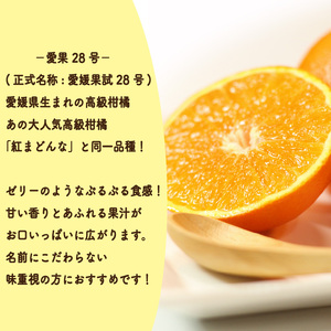 【2026年11月中旬頃から発送予定】愛果28号 (紅まどんな と同品種) 家庭用(優品) 約1.8kg  |  愛媛産 愛媛県産 国産 愛媛みかん 愛媛蜜柑 愛媛ミカン みかん ミカン mikan 