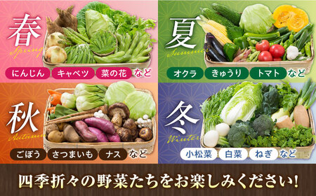 【全6回定期便】【数量限定】菊陽町特産品 「野菜・果物などの詰め合わせ」 / 新鮮 詰合せ フルーツ セット 旬 おまかせ にんじん 直売所 やさい くだもの 熊本県 特産品 菊陽町【有限会社さんふれ