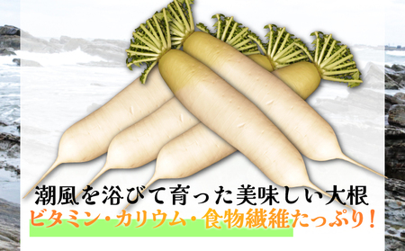 【2027 先行予約】 春キャベツ 2～3玉 大根 2～3本 セット キャベツ