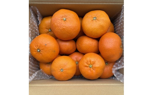 甘平 約2.5kg 家庭用 【2027年2月上旬頃から順次発送】 | みかん 愛媛 甘平 かんぺい 愛媛三大高級柑橘 ( 紅まどんな 甘平 せとか ) のひとつ 柑橘 カンペイ ミカン かんきつ mi