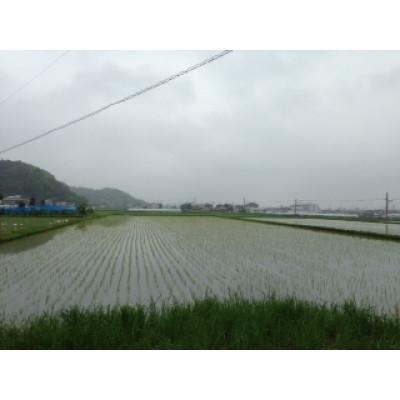 ふるさと納税 館山市 千葉県館山産コシヒカリ　精米　4.5kg |  | 01