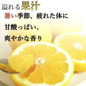 【10営業日以内発送】 【訳あり】 河内晩柑 9kg + 傷み保証 約1kg 計10kg 愛南ゴールド みかん フルーツ 愛媛 愛南 吉本農園