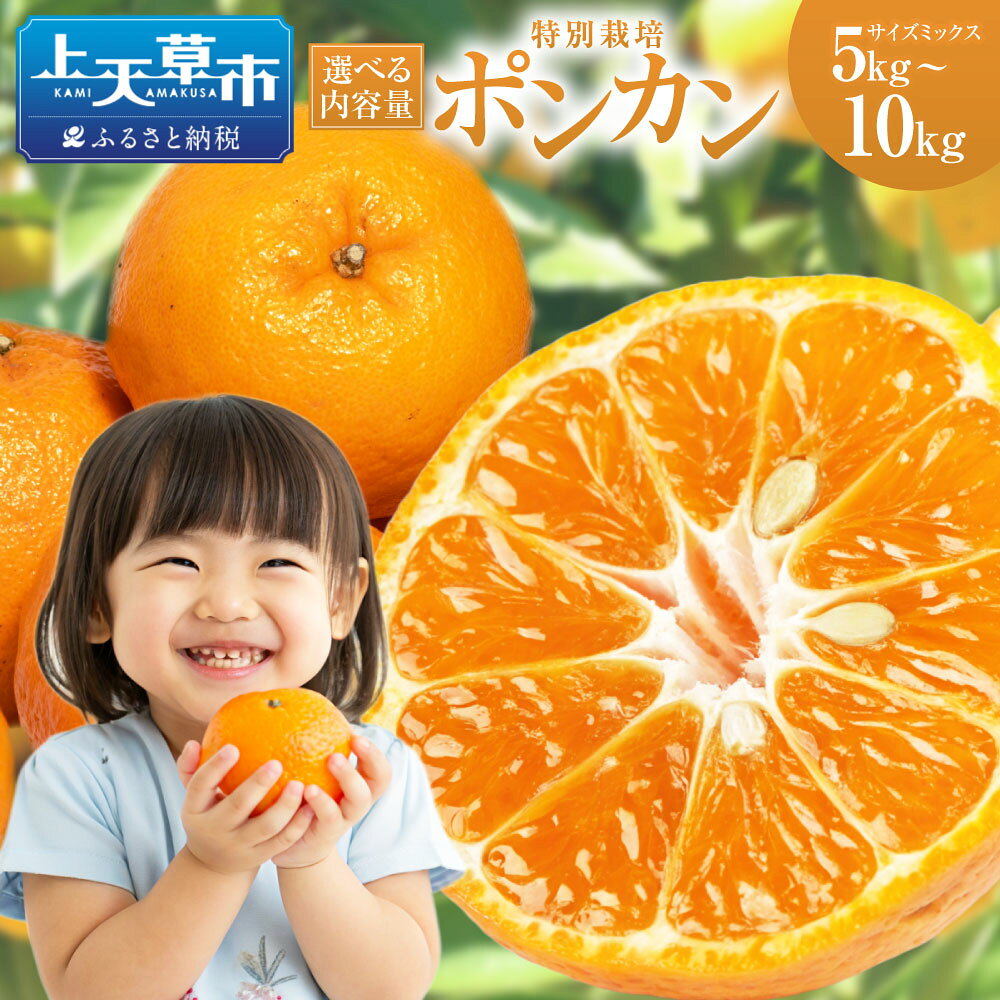 【ふるさと納税】＜ R8年熊本地震復興支援 ＞ 【選べる容量】【先行受付】特別栽培ポンカン 約5kg / 8kg / 10kg サイズミックス ポンカン ぽんかん 国産 上天草市産 熊本県産 果物 フルーツ くだもの 果物 果実 蜜柑 柑橘 デザート【2027年1月上旬～2月下旬発送予定】